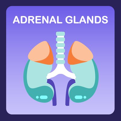 Adrenal Glands