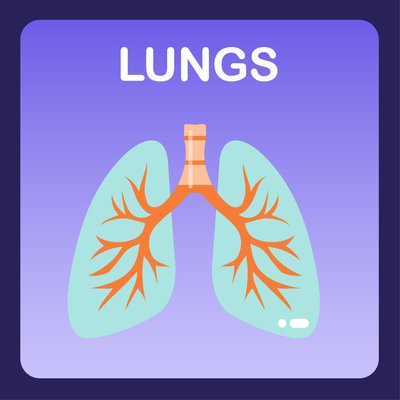Lungs