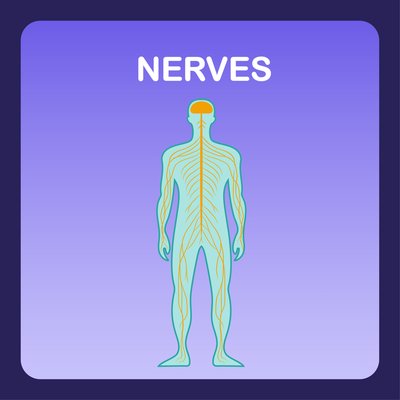 Nerves