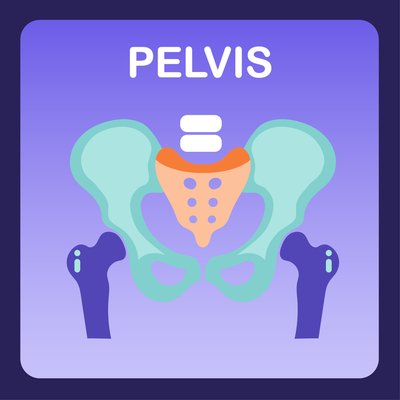 Pelvis