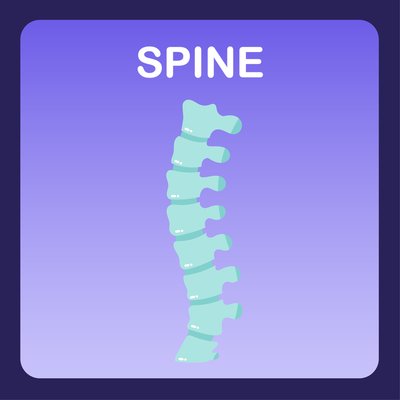 Spine