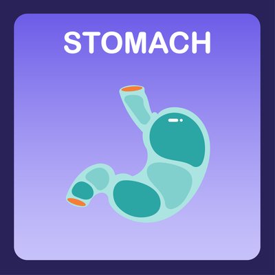 Stomach